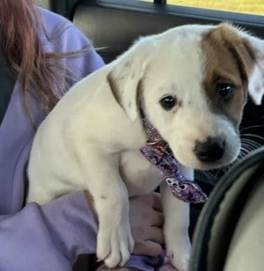 A baby medium-sized female Cattle Dog named Coraline for adoption in Aurora, IL