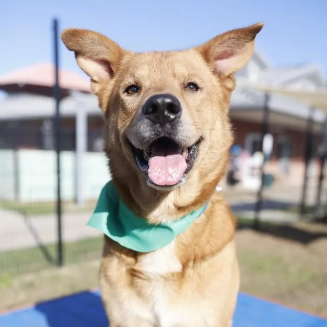 An adult large-sized male Labrador Retriever dog named Teddy for adoption in San Antonio, TX