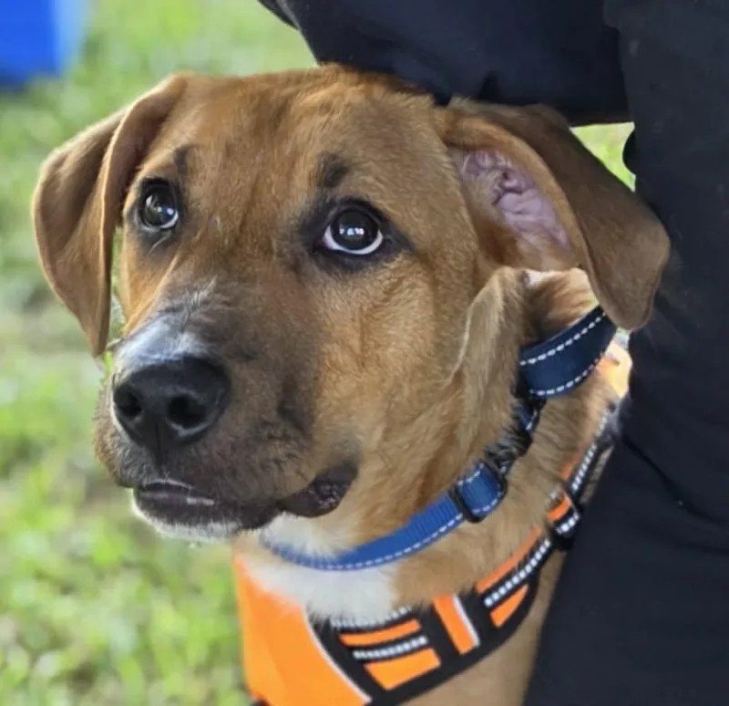 A baby medium-sized male Hound dog named Maxwell for adoption in Ocean Springs, MS