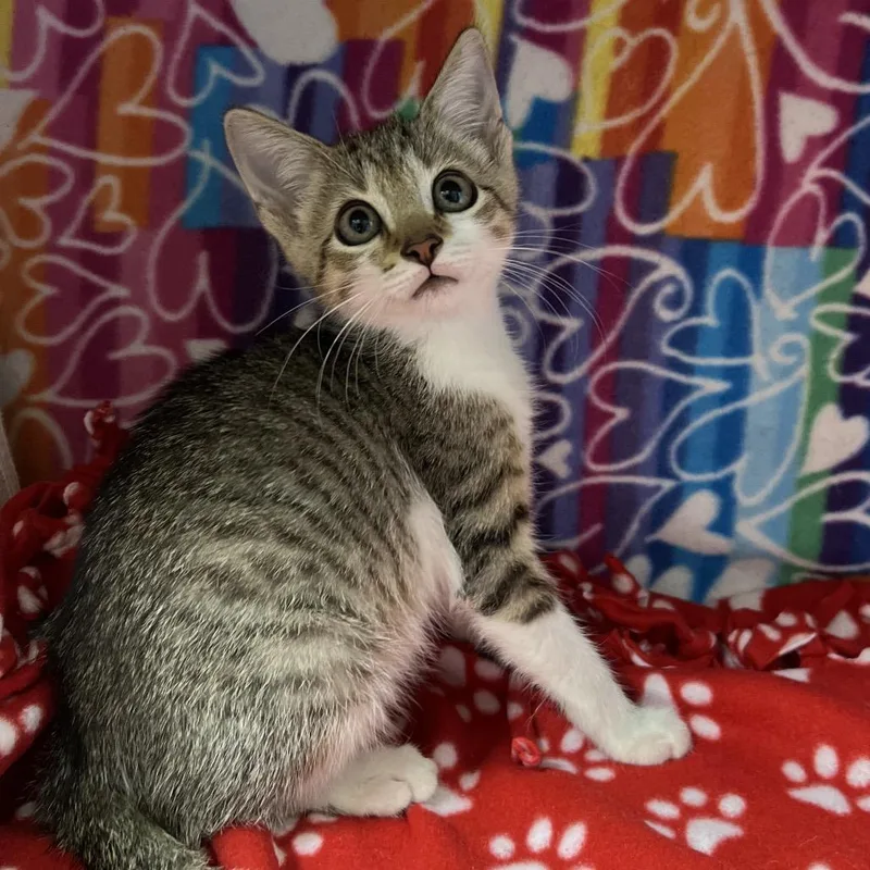 A baby small-sized male Brown / Chocolate Domestic Short Hair cat named Flannel for adoption in Naples, FL