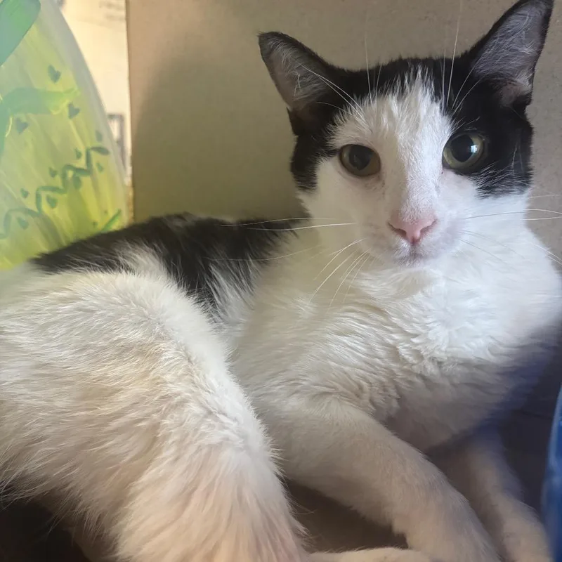 An adult medium-sized female White Domestic Short Hair cat named Timika for adoption in Marshalltown, IA