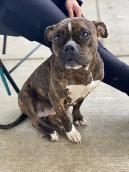 An adult medium-sized female Mixed Breed dog named Mae for adoption in Munster, IN