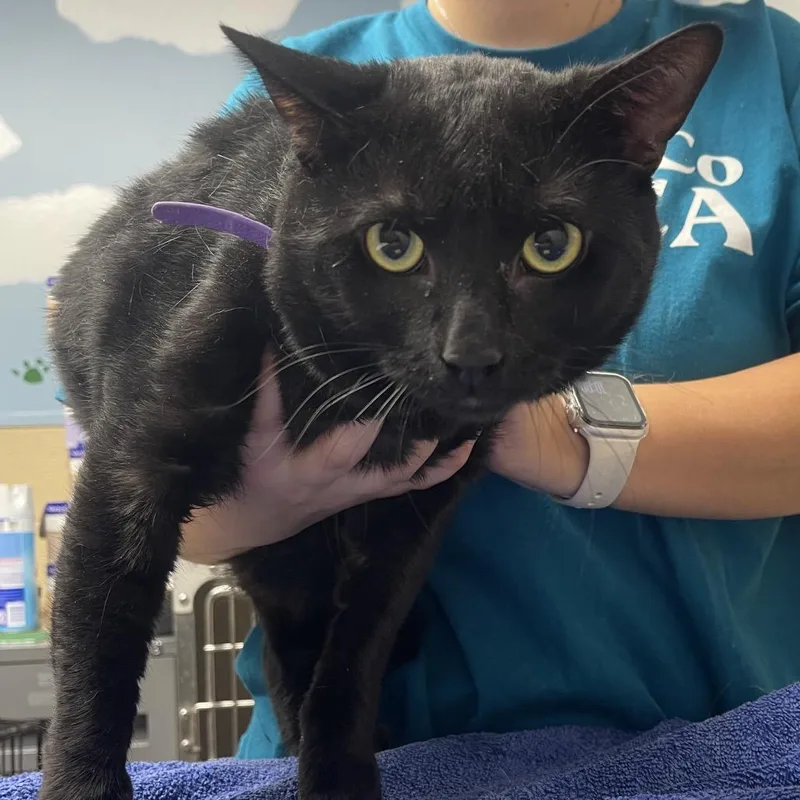 A young large-sized male Black Domestic Short Hair cat named Benny for adoption in Perkiomenville, PA