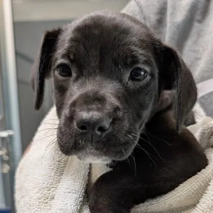 A baby small-sized female Mixed Breed dog named Remi for adoption in Voorhees, NJ