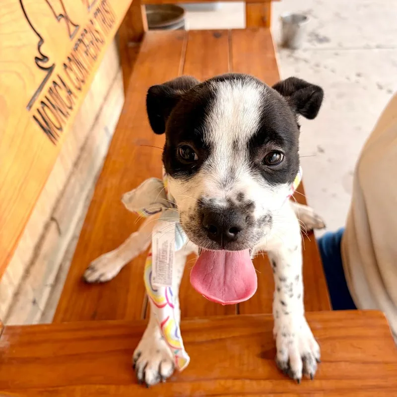 A baby small-sized female White / Cream Pit Bull Terrier dog named Kona for adoption in Laredo, TX