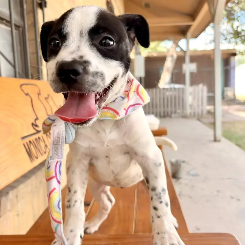 Kona thumbnail 3