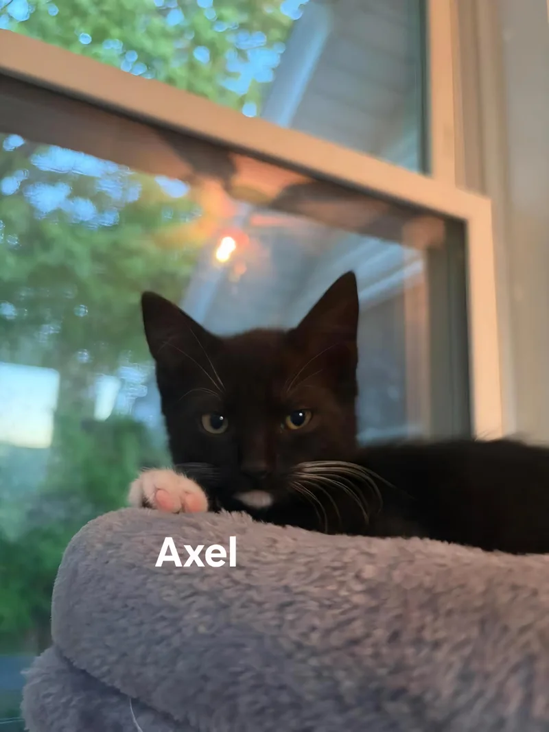 A baby medium-sized female Black & White / Tuxedo Domestic Short Hair cat named Olive& Axel for adoption in Chicopee, MA