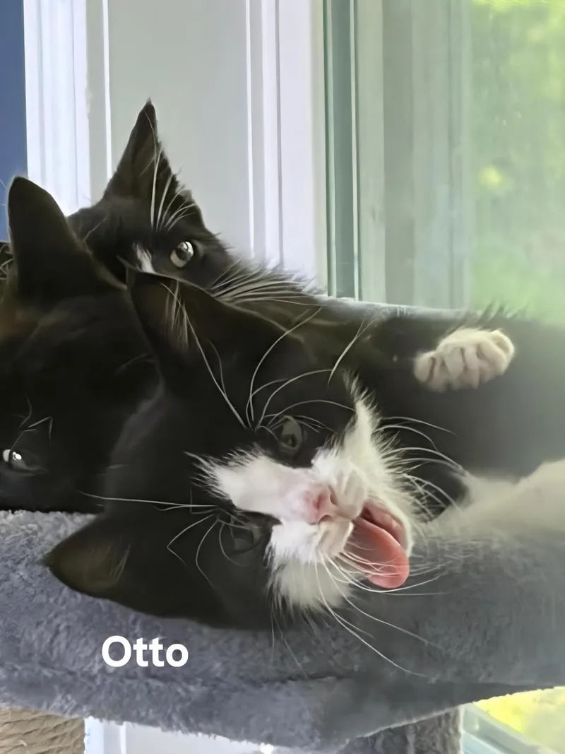 Olive& Axel thumbnail 2