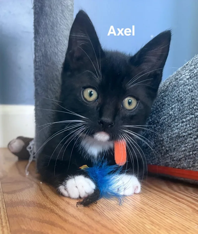 Olive& Axel thumbnail 3