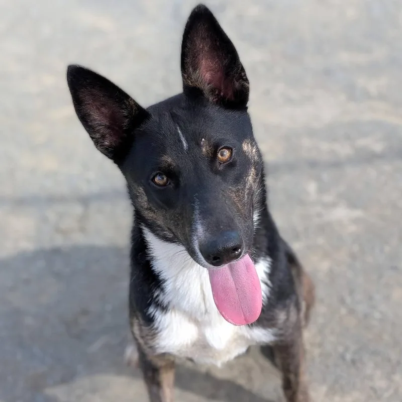 A young medium-sized female Black Australian Shepherd dog named Perla for adoption in San Gabriel, CA