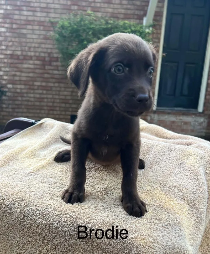 A baby medium-sized male Brown / Chocolate Spaniel dog named Brodie for adoption in Hamilton , NJ