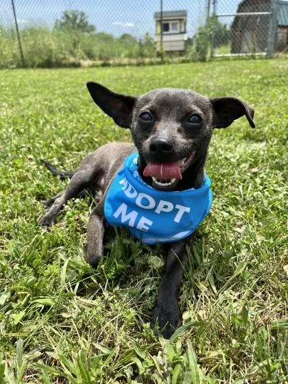 An adult small-sized male Chihuahua dog named Courage for adoption in Quakertown, PA