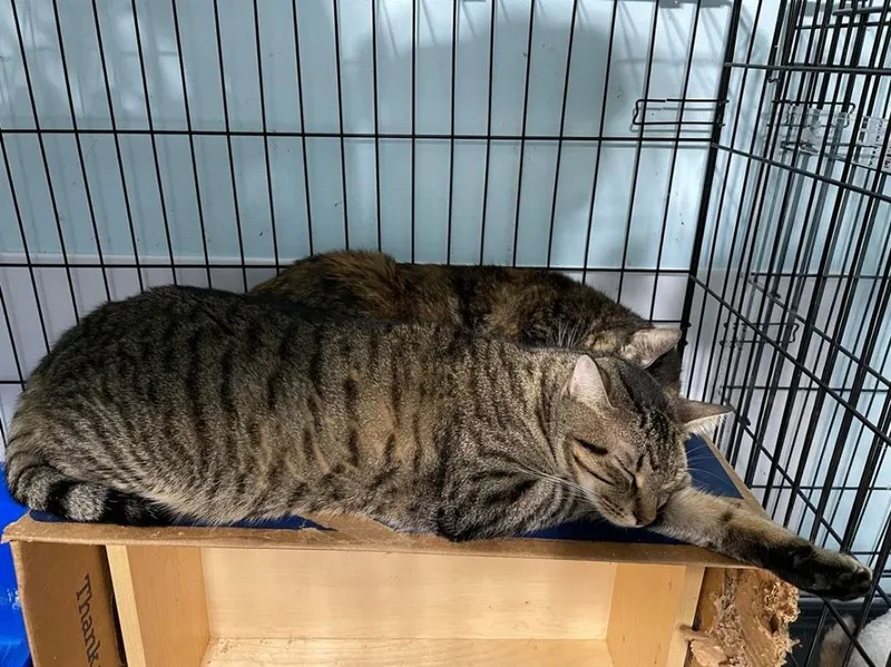 Tori & Malachi Bonded thumbnail 3