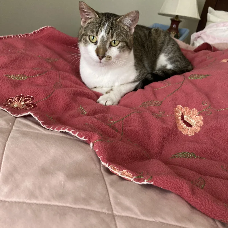 An adult medium-sized male Tabby (Brown / Chocolate) Domestic Short Hair cat named Mug for adoption in Evanston, IL