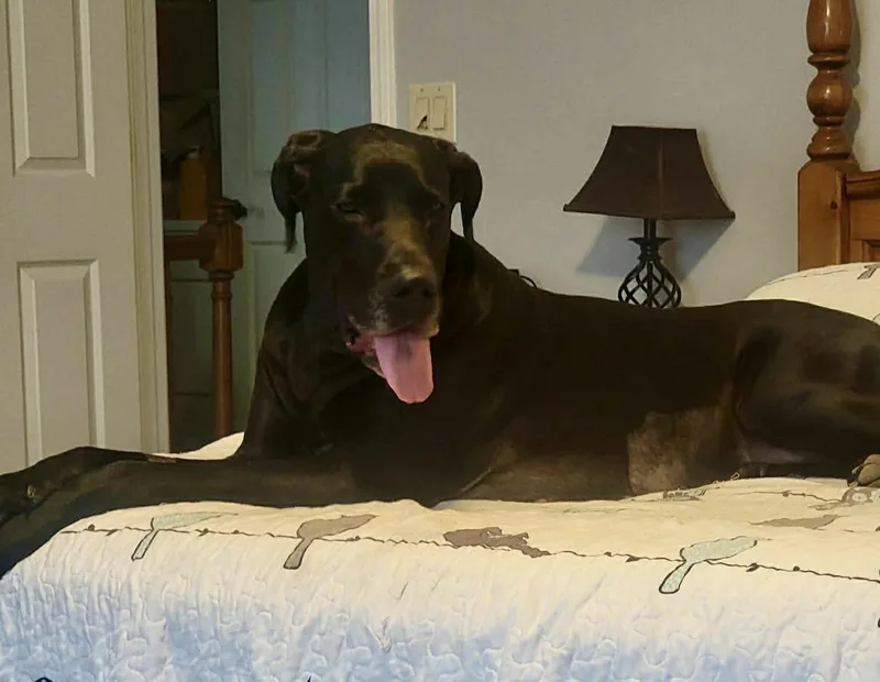 Hazel Grace thumbnail 3