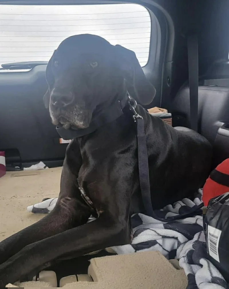 Hazel Grace thumbnail 4