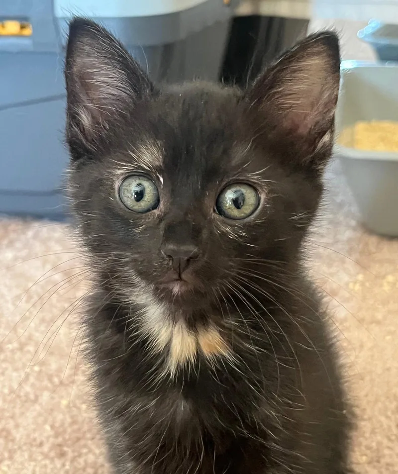 A baby medium-sized female Tortoiseshell cat named Twist for adoption in Walnut Creek, CA