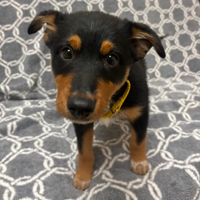 A baby small-sized male Black German Shepherd Dog named Toro for adoption in Santa Barbara, CA