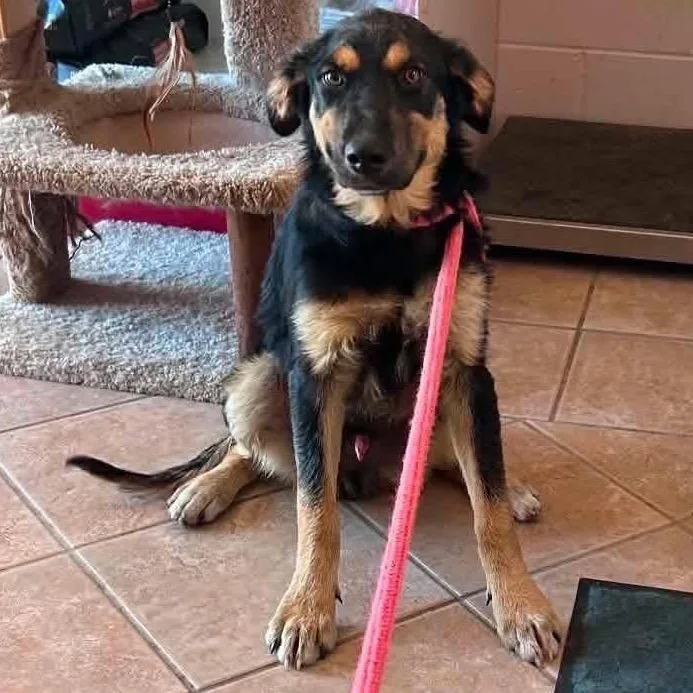 A young medium-sized male Black Mixed Breed dog named Earl for adoption in Buffalo, MN