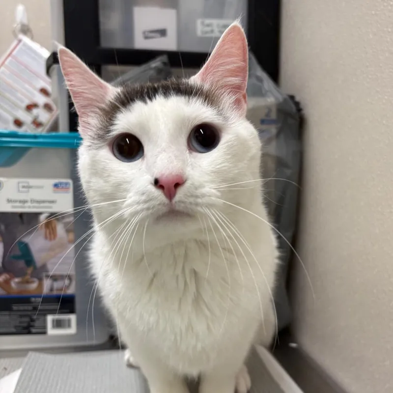 An adult medium-sized male White Domestic Short Hair cat named Snow White for adoption in Morganton, NC