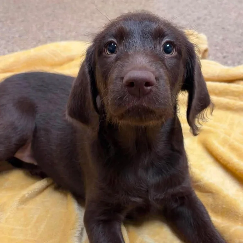 A baby large-sized female Labradoodle dog named Nautilus for adoption in Valparaiso, IN