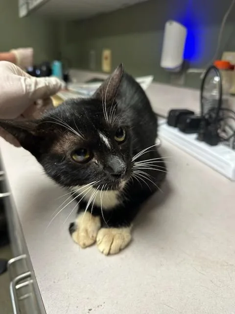A young medium-sized female Domestic Short Hair cat named Inspector Sniffles for adoption in Jacksonville, FL