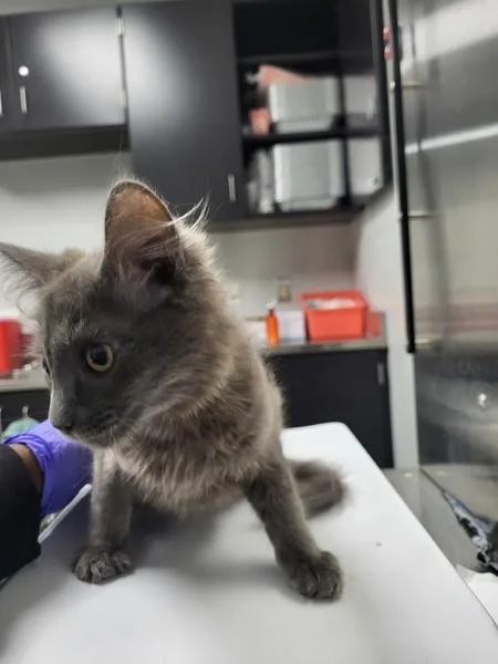 A baby small-sized female Domestic Short Hair cat named If Piper for adoption in Lawrenceville, GA