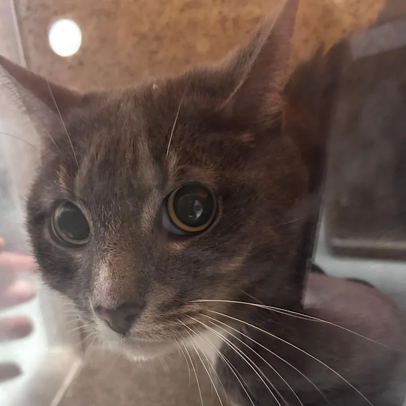 An adult large-sized male Gray / Blue / Silver Domestic Short Hair cat named Geezee for adoption in Philadelphia, PA