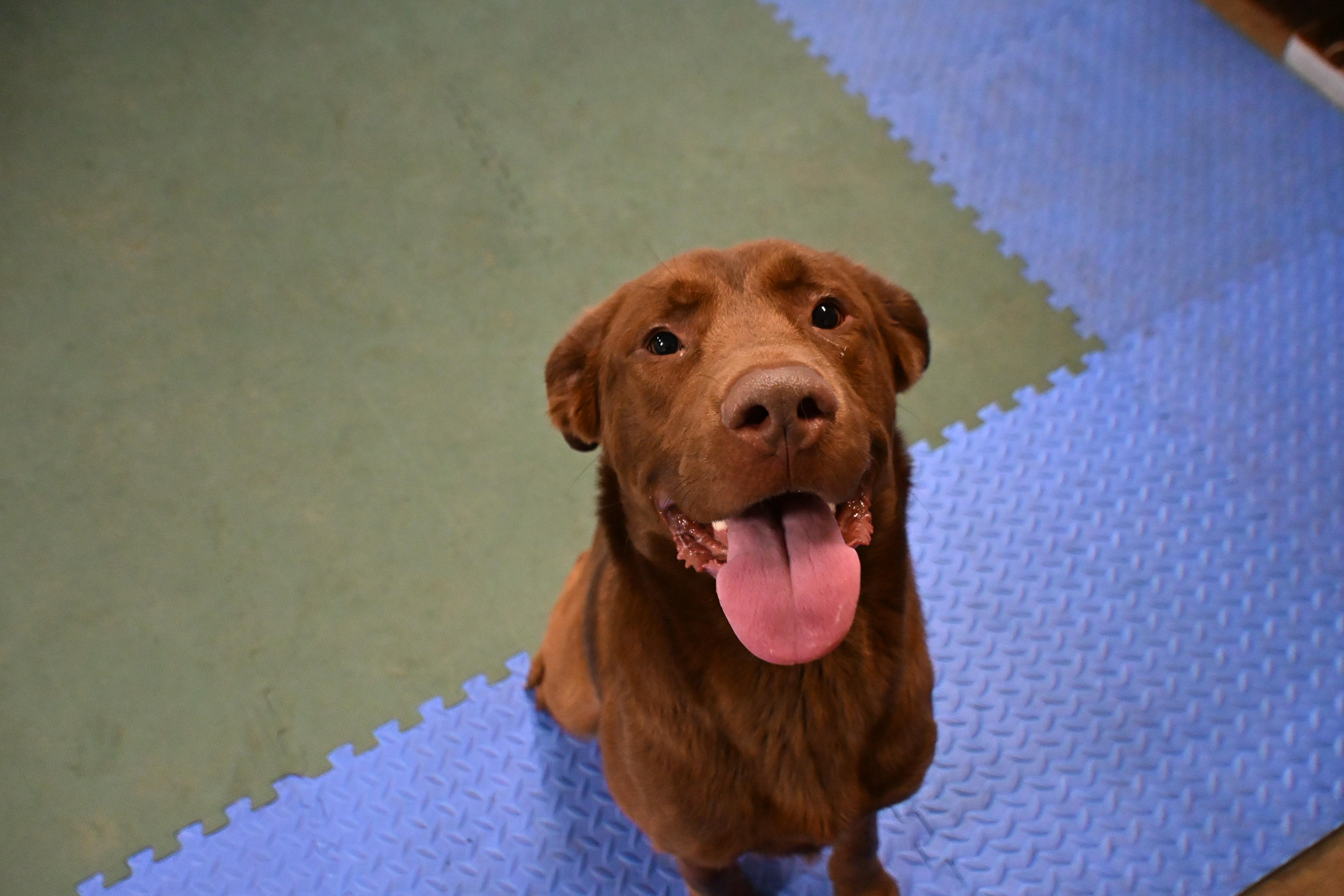 An adult medium-sized male Brown / Chocolate Chocolate Labrador Retriever dog named Yankee for adoption in South Bend, IN
