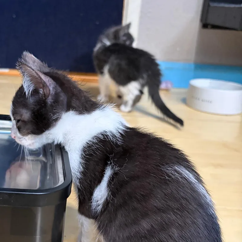 A baby small-sized male Black Domestic Short Hair cat named Ferb for adoption in Pleasanton, CA