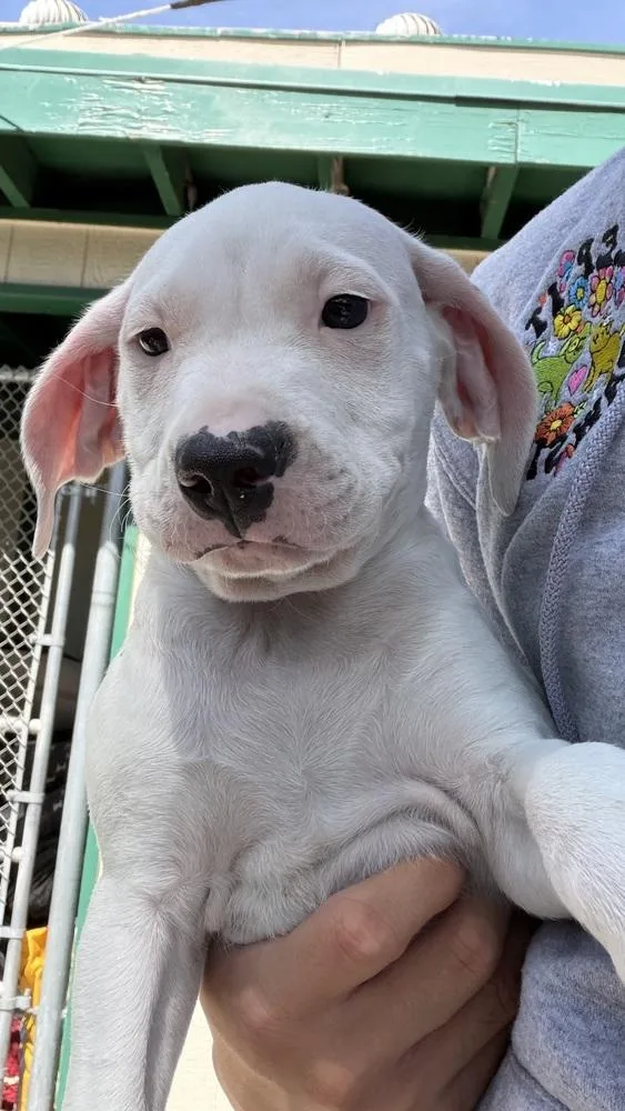 A baby medium-sized male Tricolor (Brown, Black, & White) Pit Bull Terrier dog named Benny for adoption in Ontario, CA