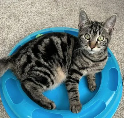 A baby medium-sized female Tabby (Brown / Chocolate) Domestic Short Hair cat named Neith for adoption in oceanside, CA