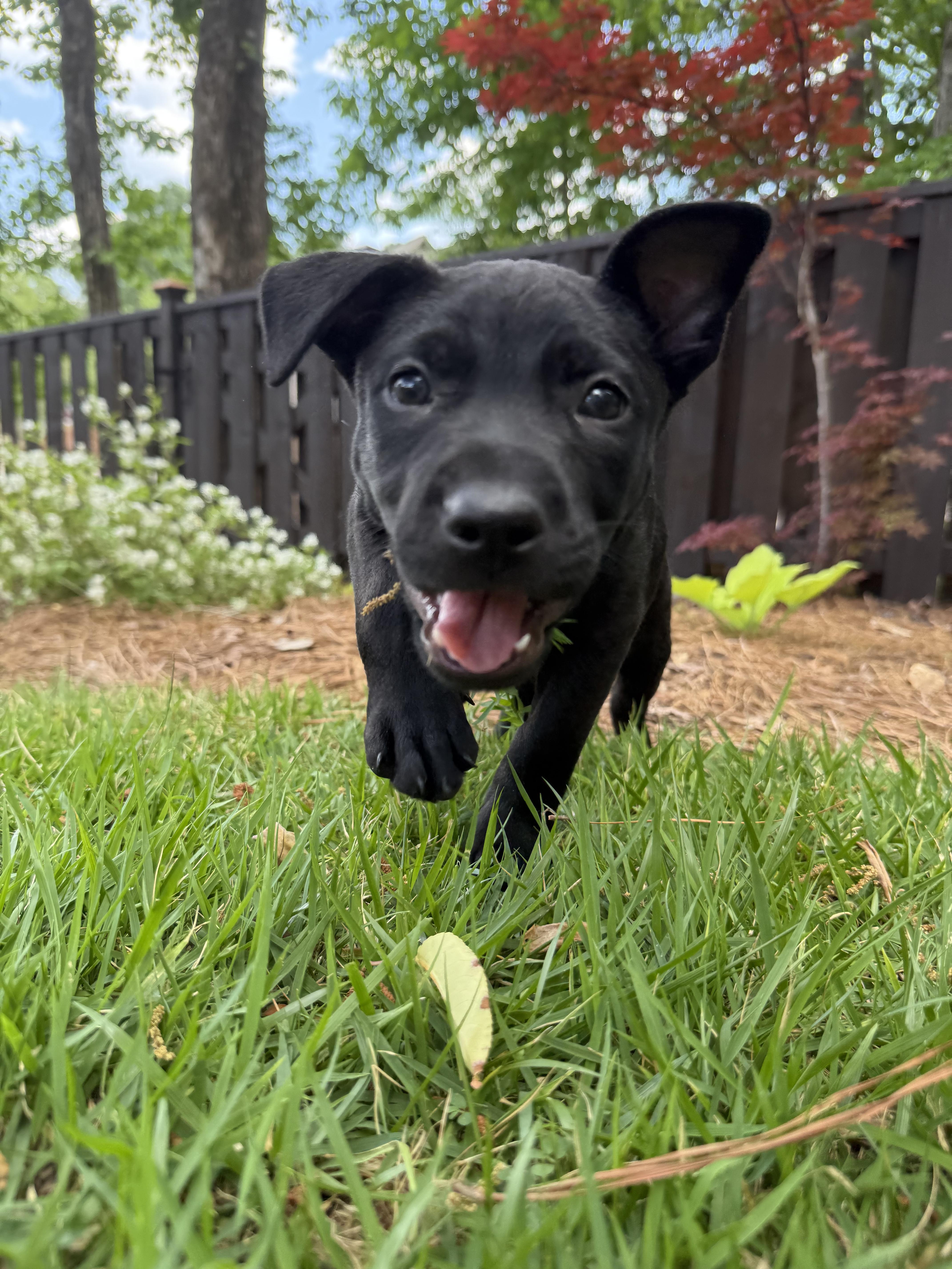 A baby large-sized female Black American Staffordshire Terrier dog named Alexis for adoption in Pelham, AL