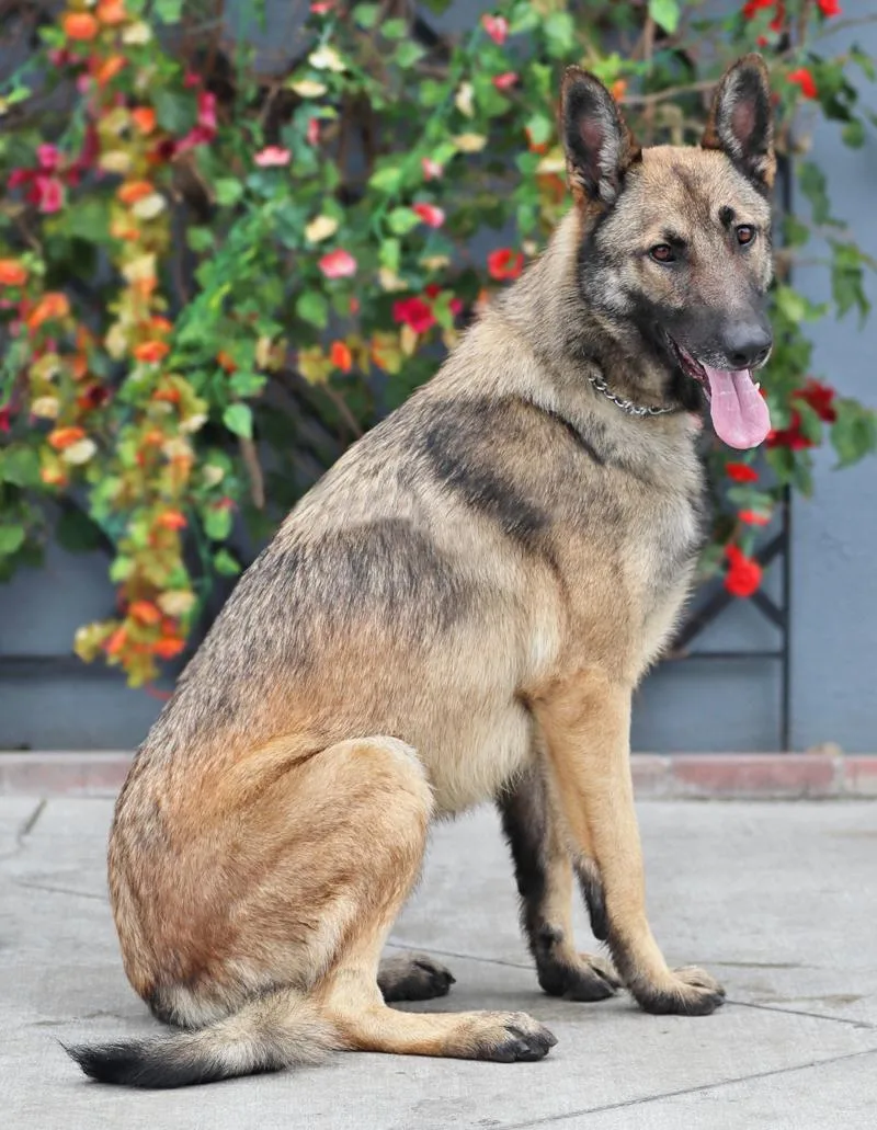 A young large-sized male Sable German Shepherd Dog dog named Gunner Von Giessen for adoption in Los Angeles, CA