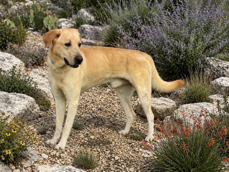An adult large-sized male Labrador Retriever dog named Arnold for adoption in Helotes, TX