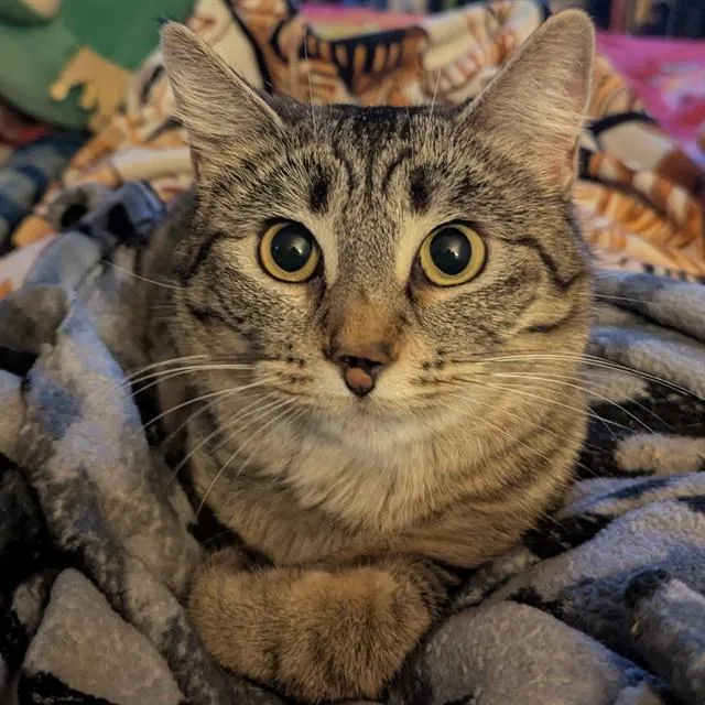 An adult medium-sized female Domestic Short Hair cat named Misty for adoption in Olivette, MO