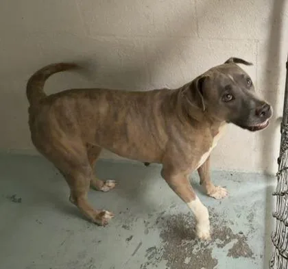 An adult large-sized female Mixed Breed dog named Natali for adoption in Honolulu, HI