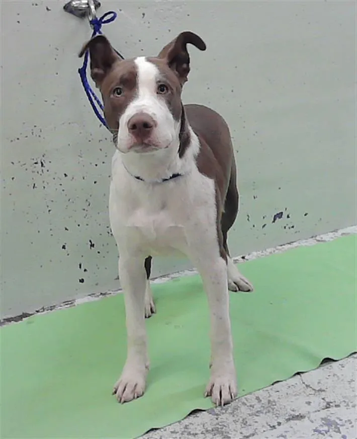 A young medium-sized male Staffordshire Bull Terrier dog named Alfa for adoption in Houston, TX