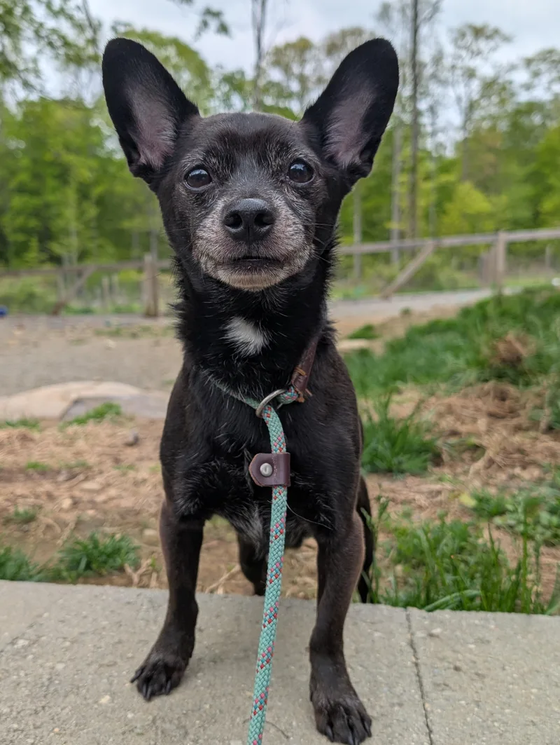 An adult small-sized male Black Chihuahua dog named Bradley for adoption in Mansfield Center, CT