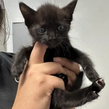 A baby medium-sized female Black Domestic Short Hair cat named Bonnie for adoption in Converse, TX