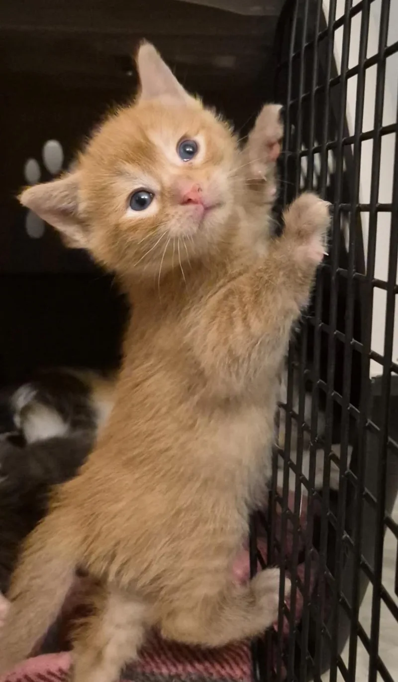 A baby small-sized male Domestic Short Hair cat named Fox for adoption in Lockport, IL