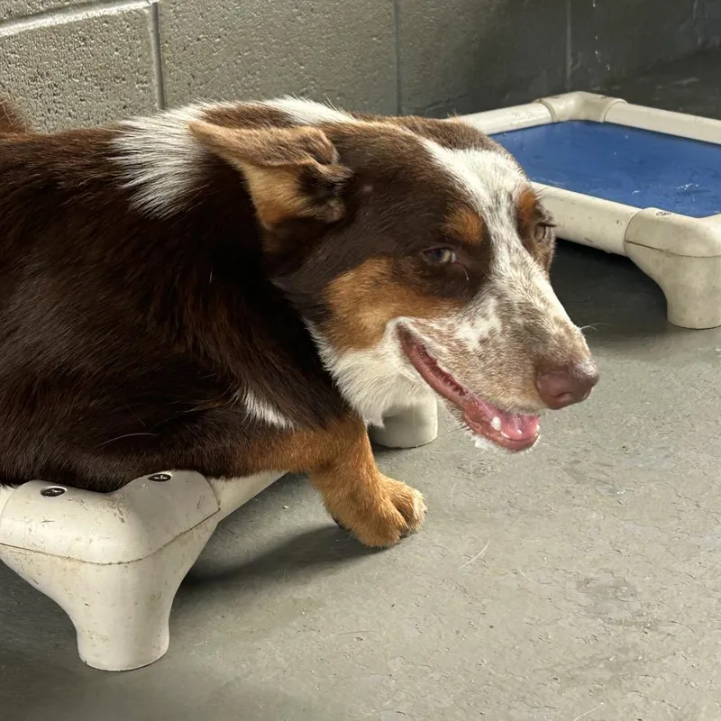 A young medium-sized male Brown / Chocolate Australian Cattle Dog / Blue Heeler dog named Gus for adoption in West Point, MS