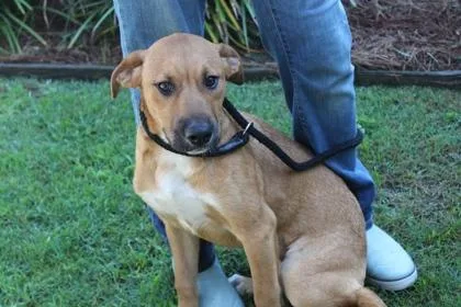 An adult medium-sized female German Shepherd Dog dog named Sky Rocket for adoption in Brunswick, GA
