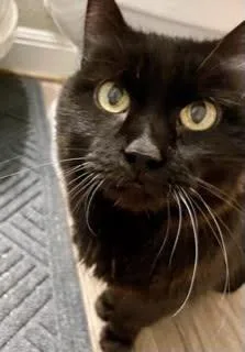 An adult medium-sized female Black Domestic Short Hair cat named Princess Sj for adoption in Dripping Springs, TX