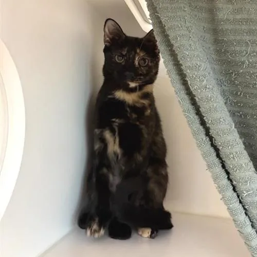 Bindi