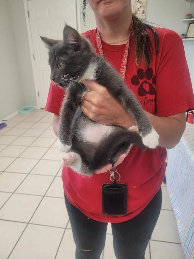 A baby small-sized male Domestic Short Hair cat named Tractor for adoption in Huntsville, TX