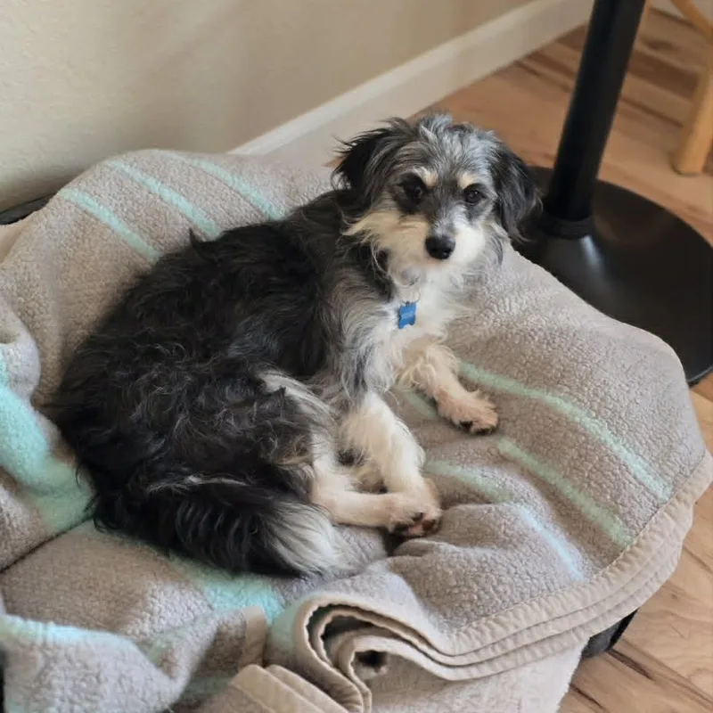 An adult small-sized female Gray / Blue / Silver Terrier dog named Wilma for adoption in Loveland, CO