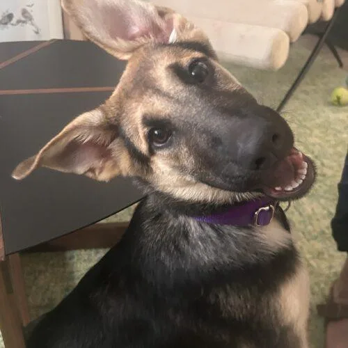 A baby small-sized female Bicolor German Shepherd Dog dog named Blanche for adoption in Raleigh, NC
