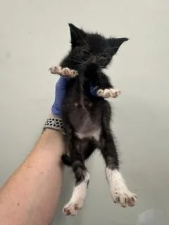 A baby small-sized male Domestic Short Hair cat named Liam for adoption in Miami, FL