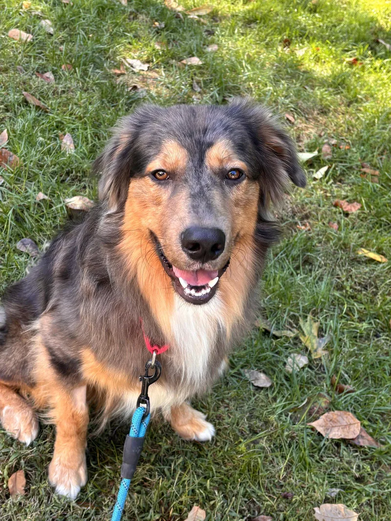 An adult large-sized male Australian Shepherd dog named Loki for adoption in Holly Springs, NC